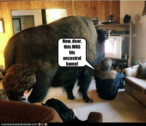 The Buffalo Roamed There First