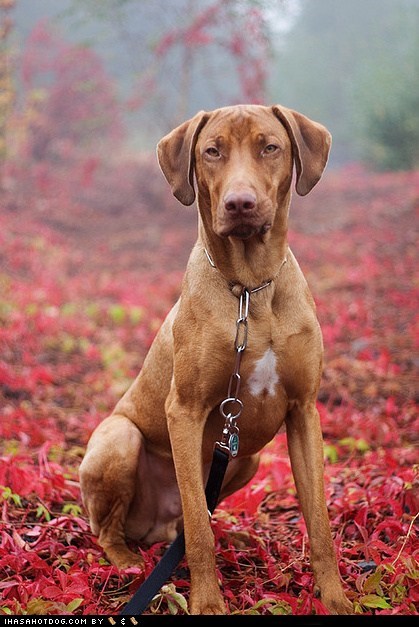 Goggie ob teh Week FACE OFF: Rhodesian Ridgeback 