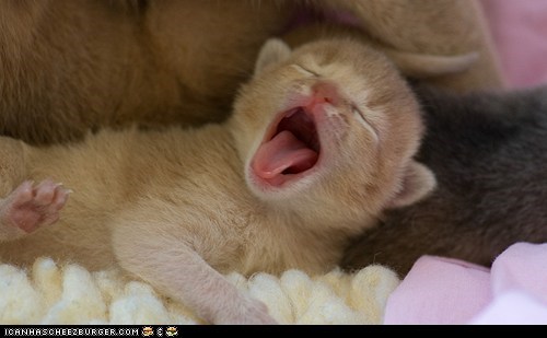 Cyoot Kitteh of teh Day: Cheezburger Goes Here