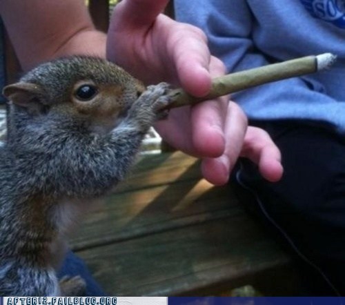 Crunk Critters: Meet Spliffy the Squirrel