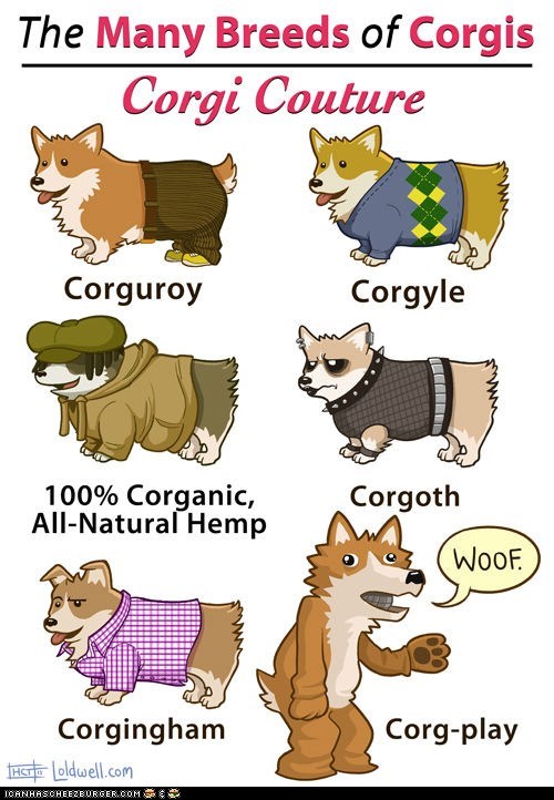 The Many Breeds of Corgis: Corgi Couture