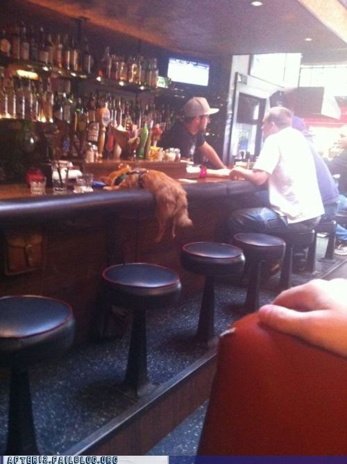 Crunk Critters: Can You Fetch Me Some Service?