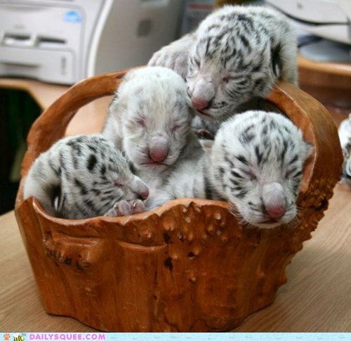 Daily Squee: Basket of Tiger Cubs