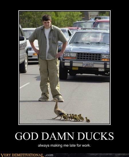 GOD DAMN DUCKS