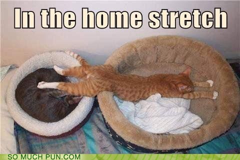 Cat Puns = THE BEST PUNS