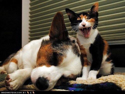 Kittehs R Owr Friends: Calico Twins 