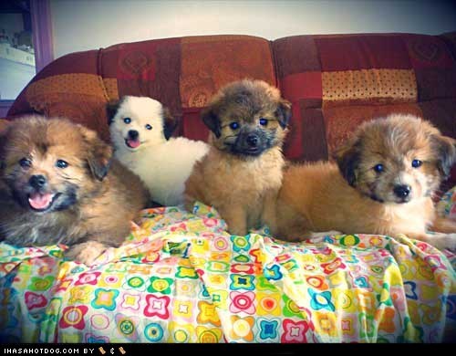 Cyoot Puppy ob teh Day: Photogenic Fluffballs 
