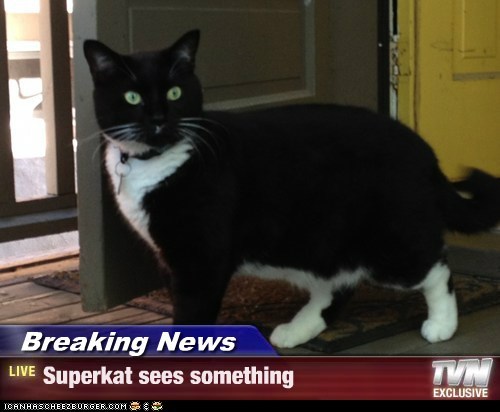 Breaking News - Superkat sees something