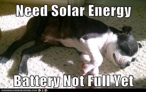 Solar Powered Goggie 