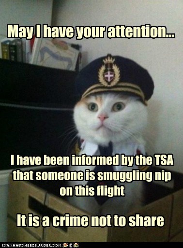 Animal Memes: Captain Kitteh - Did You Bring Enough for the Whole Plane?