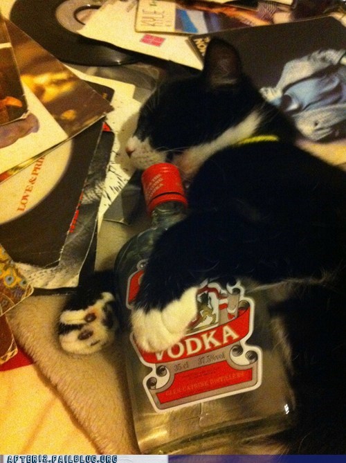 Crunk Critters: Russia Cat Has Been Hevink Too Much Partying, I Think!