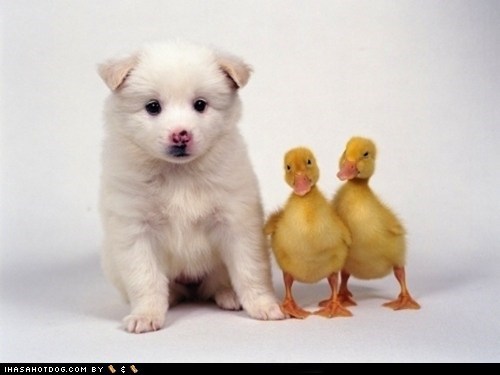 Cyoot Puppy ob teh Day: Goggies & Duckies