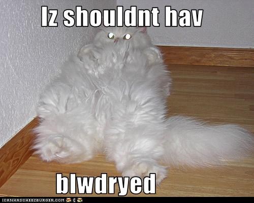 Classic LOLcat