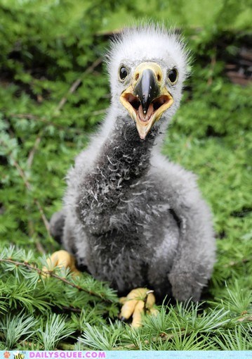 Baby Sea Eagle Floof