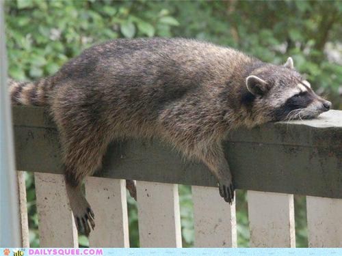 Monorail Coon is Entering The Station