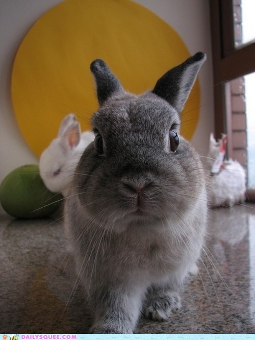 Threatening Bun