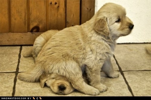 Cyoot Puppy ob teh Day: I got your back