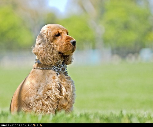 Goggie ob teh Week FACE OFF: Cocker Spaniel