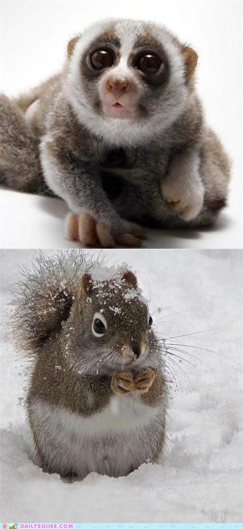 Squee Spree: Loris vs. Squirrel
