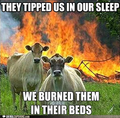 Insanity Cows