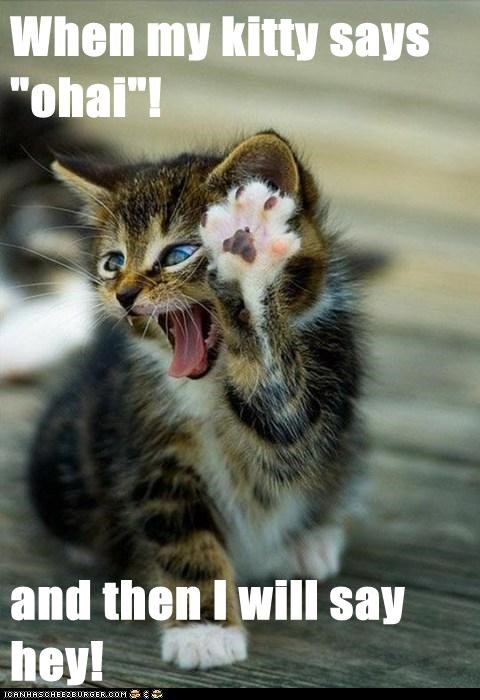 When my kitty says "ohai"!  and then I will say hey!