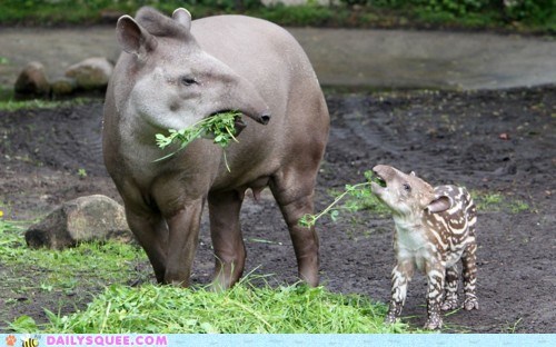Salad Party!
