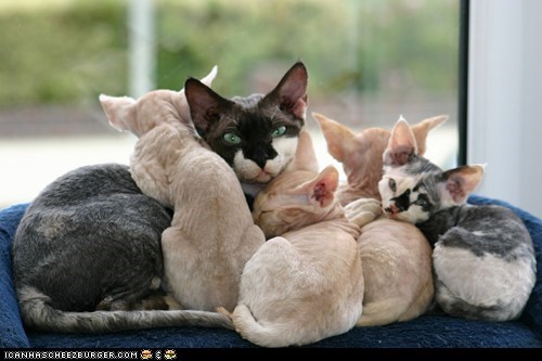 Cyoot Kittehs of teh Day: Happy Families are All Alike