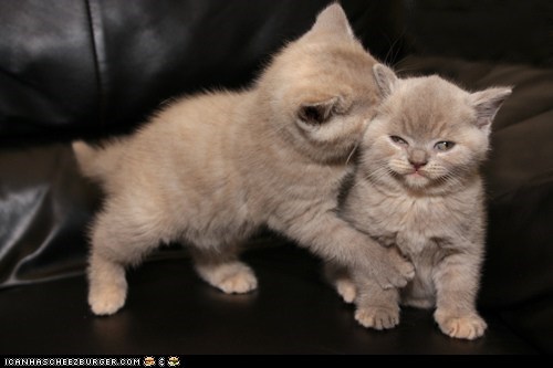 Cyoot Kittehs of teh Day: I Reject Your Love!