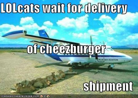 LOLcats wait for delivery of cheezburger  shipment