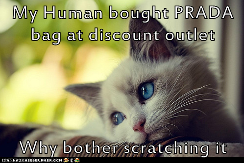 First World Cat Problems: It Even Feels Poor