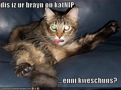 dis iz ur brayn on katNIP...  ...enni kweschuns?