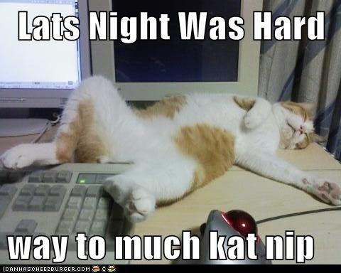 Lats Night Was Hard  way to much kat nip