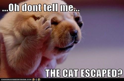 ...Oh dont tell me...  THE CAT ESCAPED?