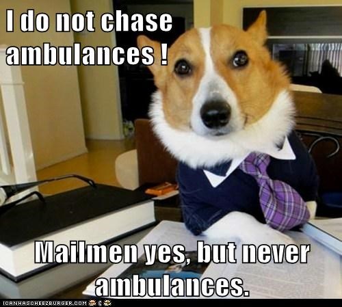 Animal Memes: Lawyer Dog - But What a Good Idea
