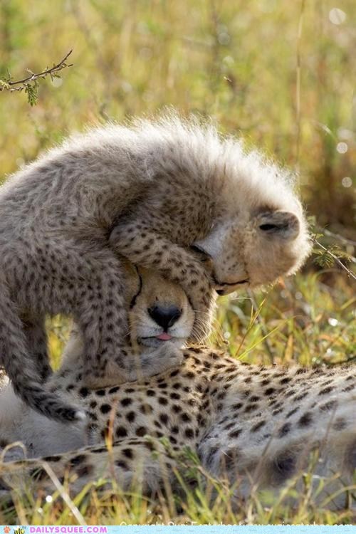 Daily Squee: Look, Mommy! I'm a Hat!