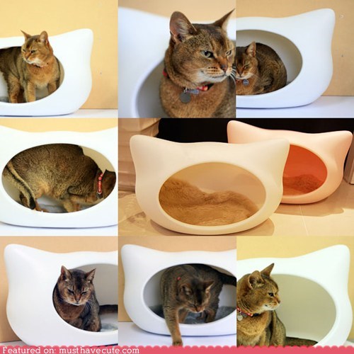 Cat in a Cat Cat Bed