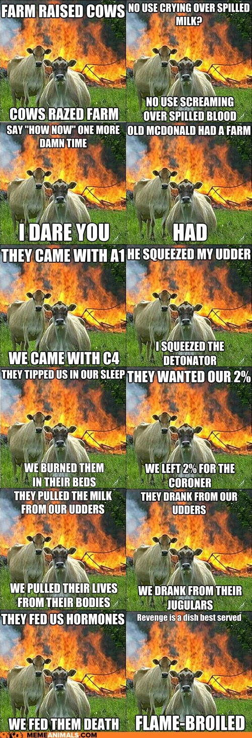 Animal Memes: MOAR Evil Cows!