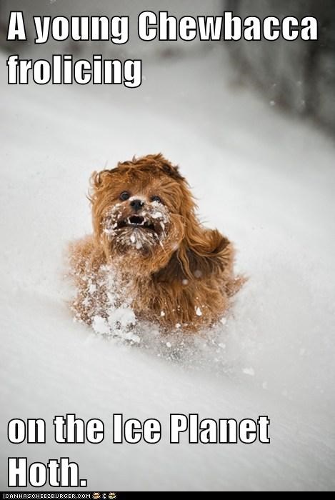 Chewbacca as a Child 