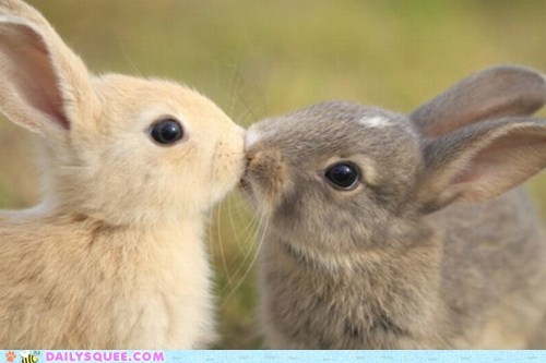 Bunday: Whisker Kisses 