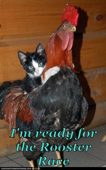 I'm ready for the Rooster Race