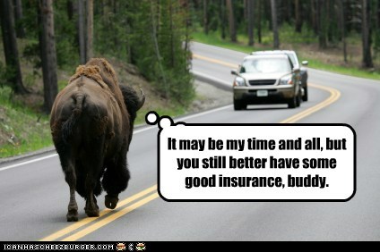 State Farm Animals