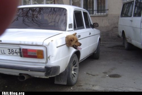 Doggy Door FAIL