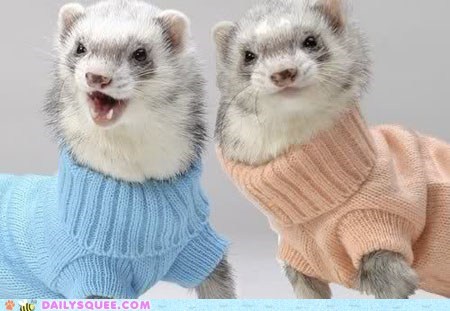 Turtle Neck Ferrets