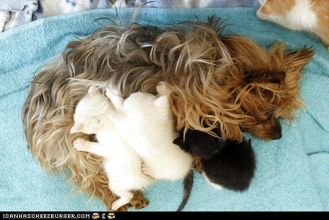 Goggies R Owr Friends: Surrogate Mama