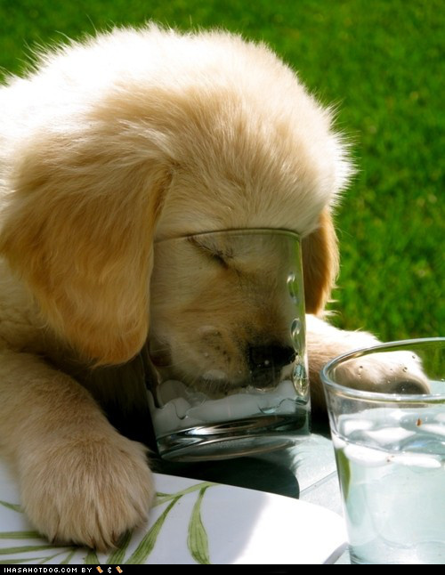 I Has A Hotdog: Cyoot Puppy ob teh Day - So Thirsty! 