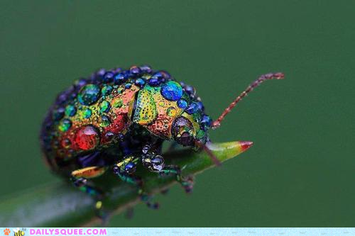 Whatsit Wednesday: Take the Rainbow With You