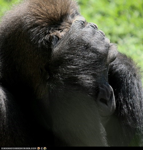Gorilla facepalm