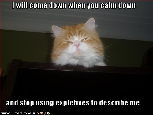 Classic LOLcat
