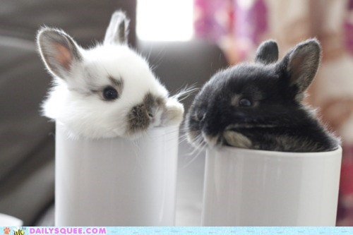 Daily Squee: Bunday - Cream or Black?