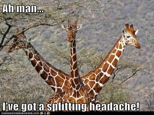 Ah man...  I've got a splitting headache!